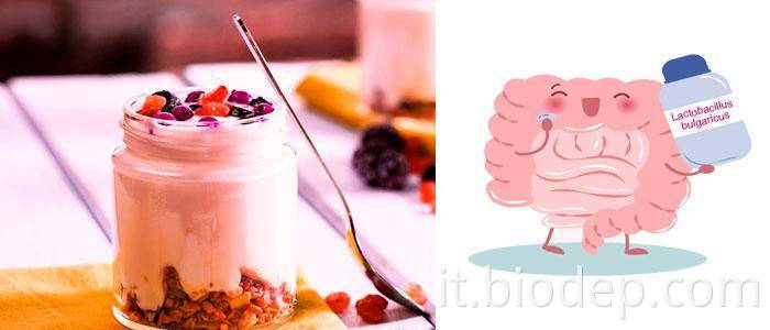 lactobacillus bulgaricus4